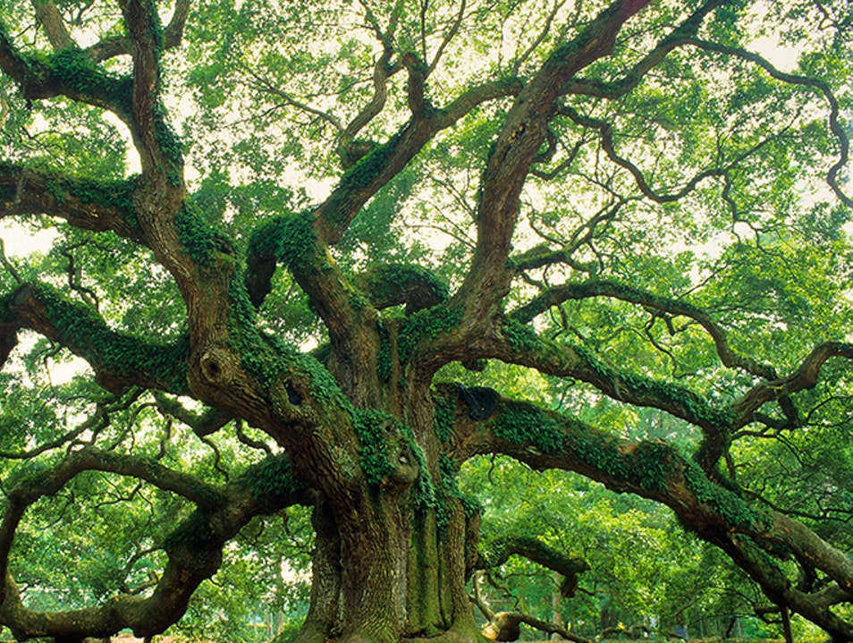 Angel Oak Park | Charleston | United States | South Carolina | AFAR