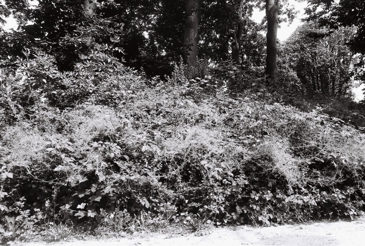 Atlantis viridis : la légende des peuples du&nbsp;fleuve