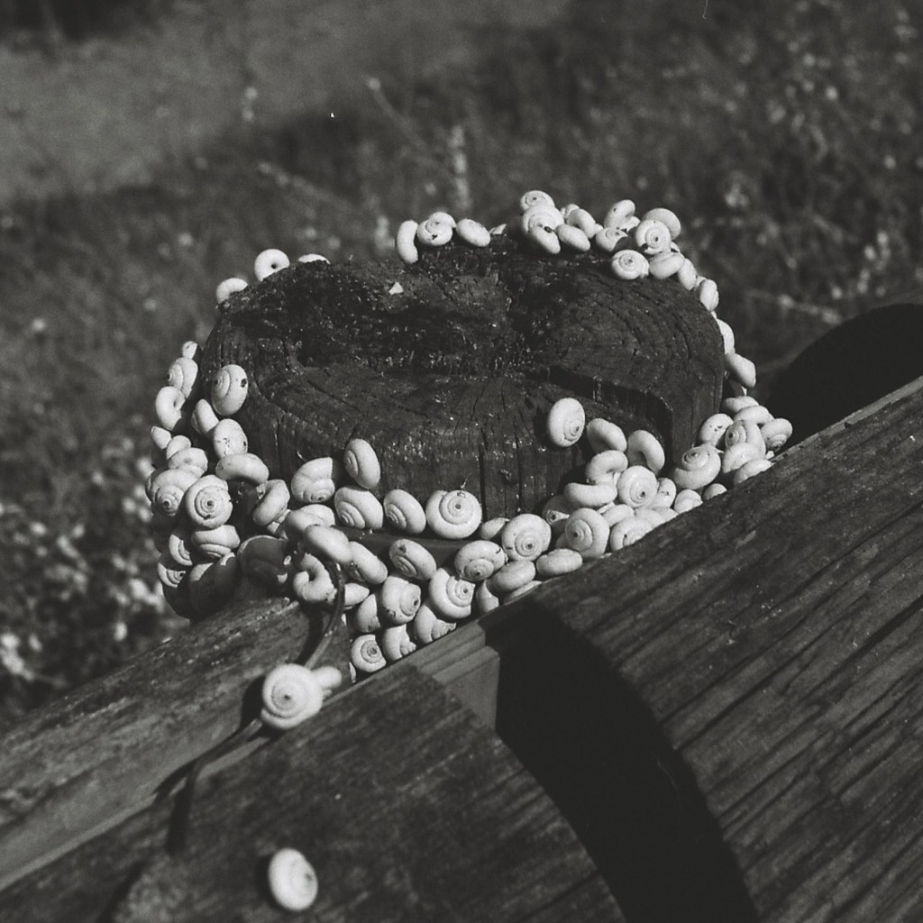 Slugs cemetary (along the grapevines)