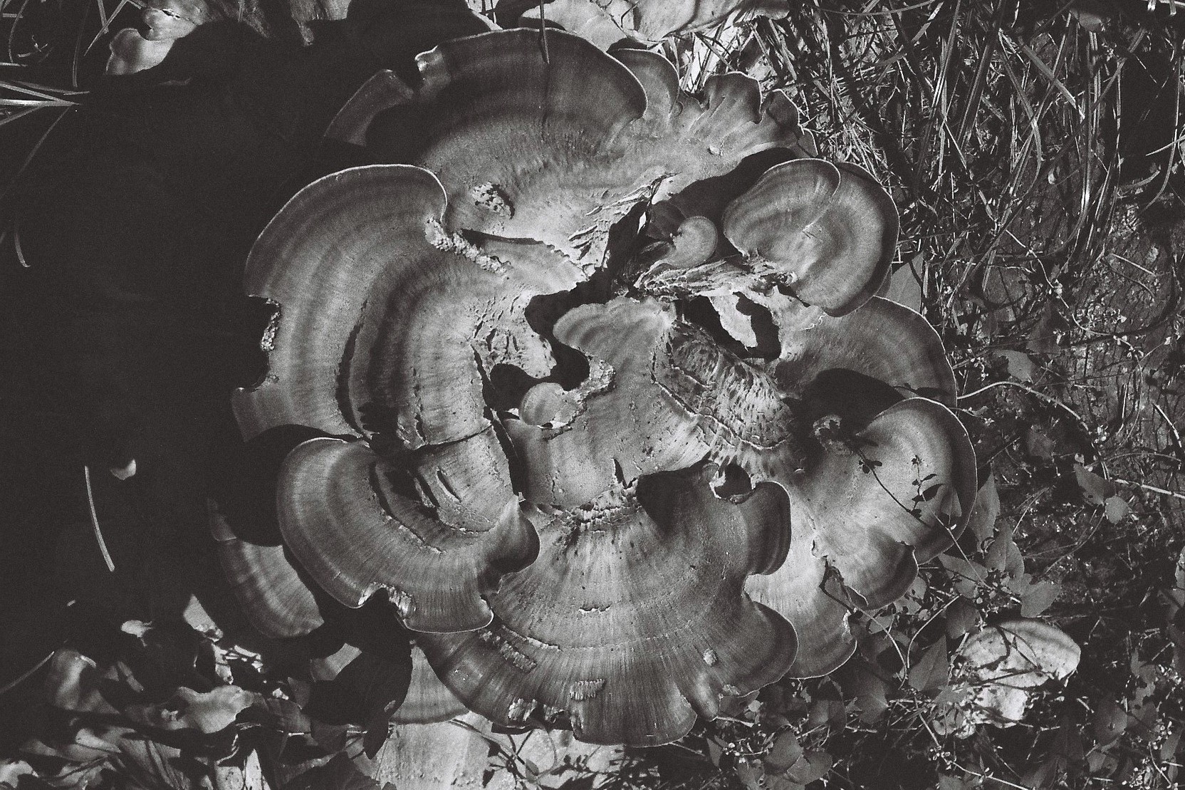 Développement fongique.