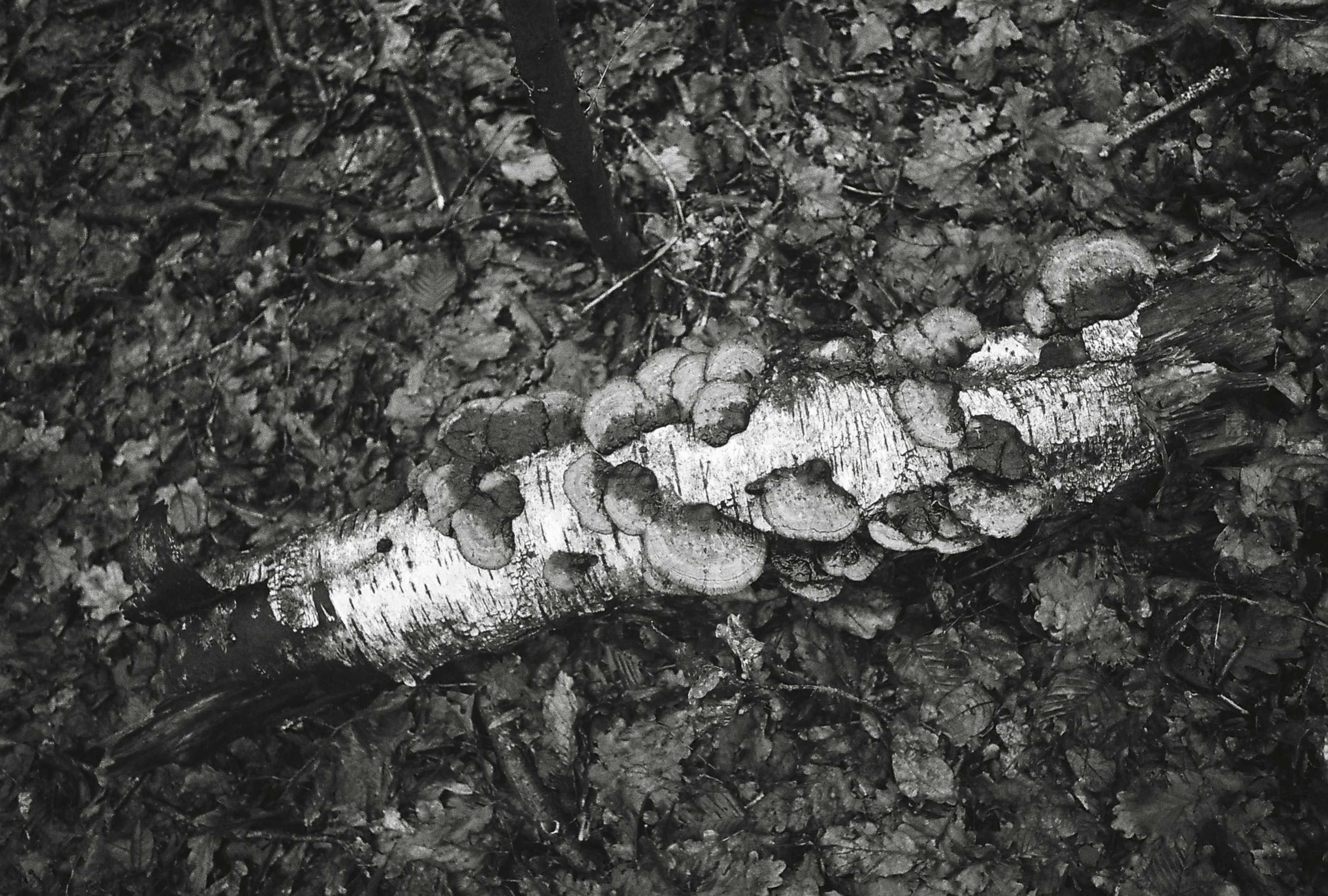 Bois mort et champignons dans l'humus forestier