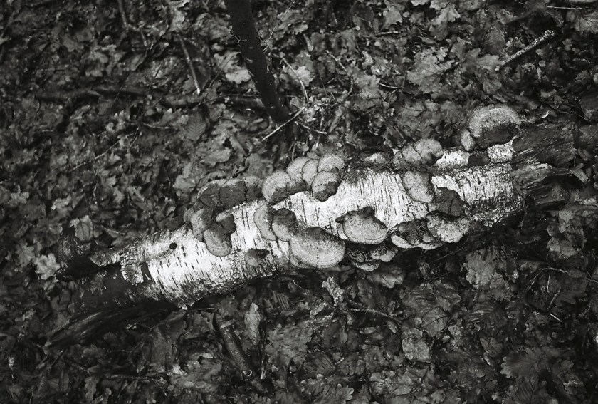 Bois mort et champignons dans l'humus forestier