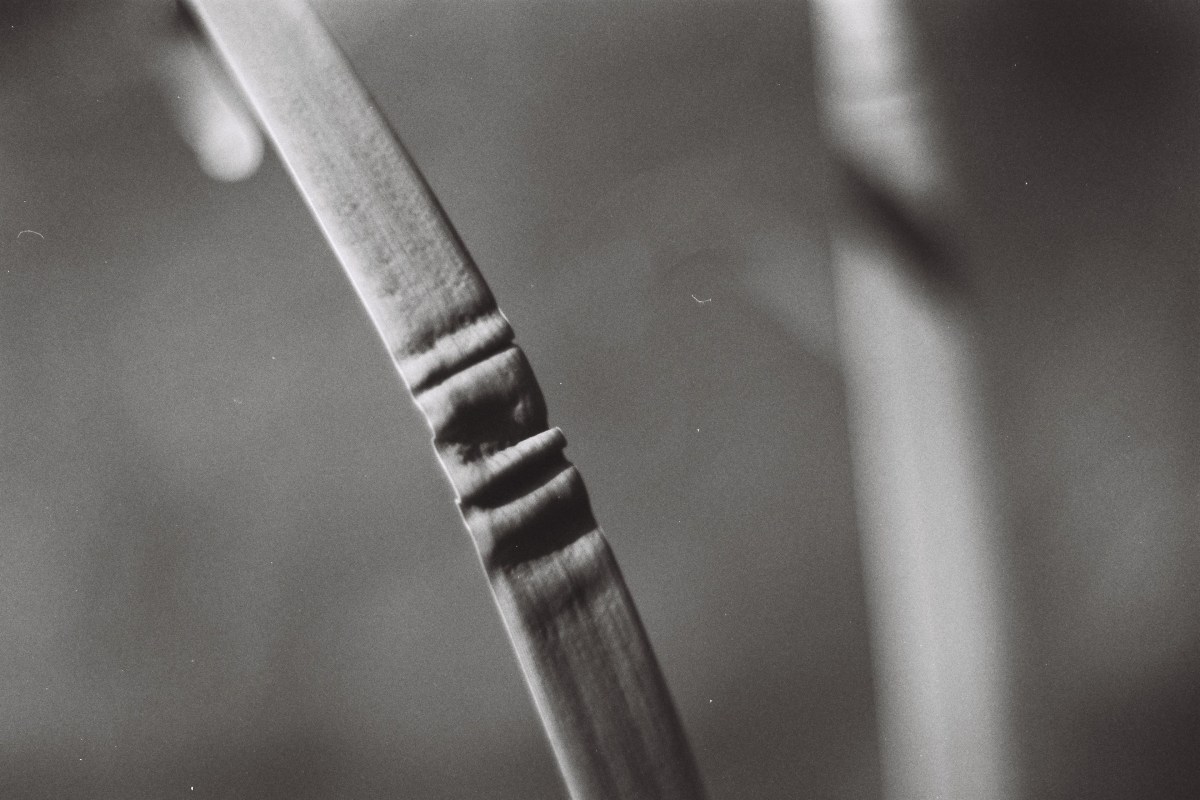 Leibniz, photographe dans&nbsp;l&rsquo;âme