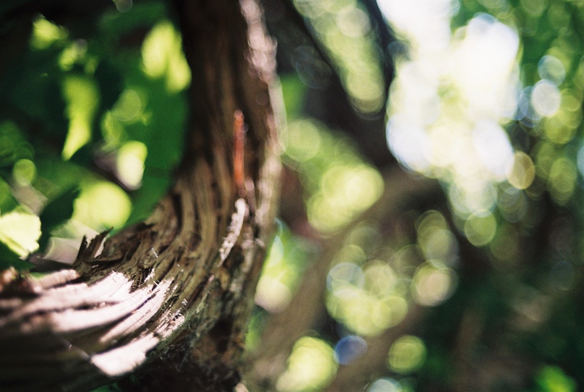 LIVRE : Sagesse des&nbsp;lianes