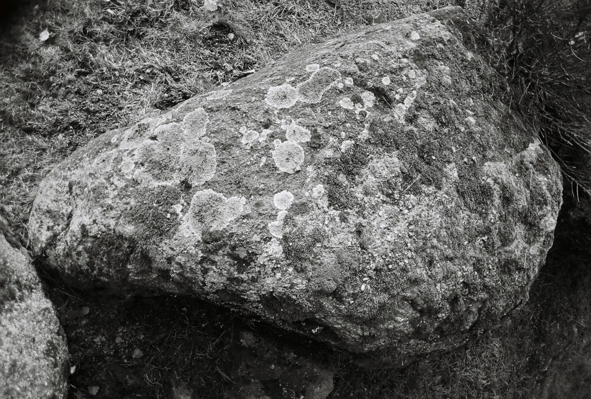 Lynn Margulis ou la révolution&nbsp;symbiologique