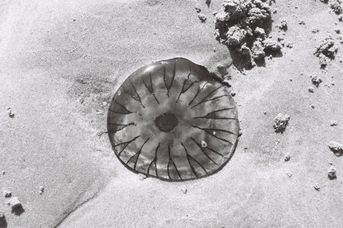 Penser les invasives avec Anna&nbsp;Tsing